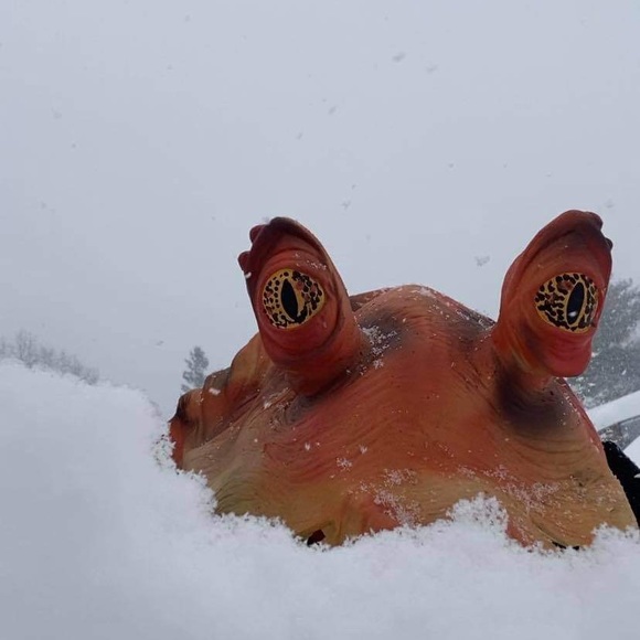 Meet your Posher, Madason - Picture 1 of 1